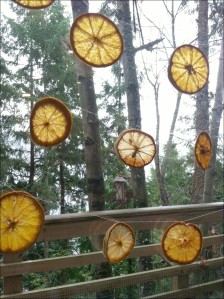 Dried Oranges Hanging